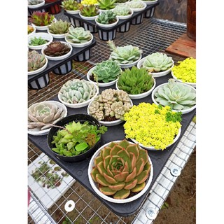 Combo 10 sen size trung 10 loại
