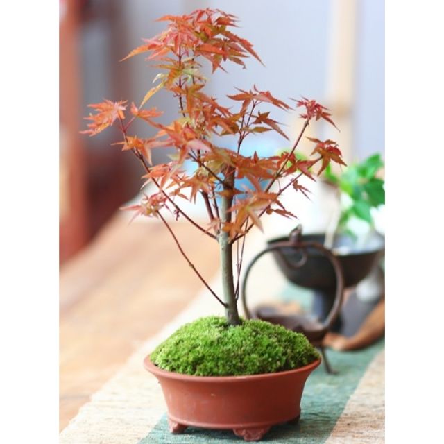 Cây Phong lá đỏ để bàn