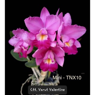 Cattleya TN10 Cây Trưởng Thành