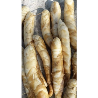 3 Cây giống môn bình tinh/ môn dong tinh/huỳnh tinh/mì tinh/củ lùn dài.
