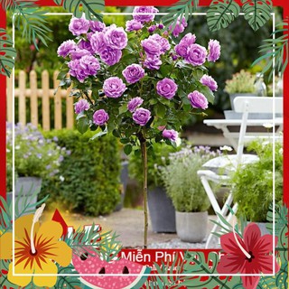 Hạt Giống Hoa Hồng Thân Gỗ - [ Tặng bộ dụng cụ làm vườn Mini 3 món ] F1
