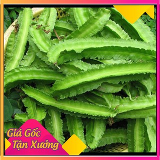 Hạt giống đậu rồng cao sản giòn, ngọt 10gr