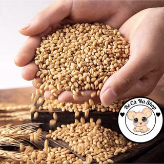 Lúa mì . thức ăn cho hamster ,thỏ bọ sóc (bè cà na)
