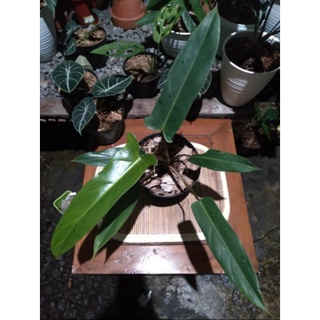 Phụ Kiện Trang Trí Hình Phoilodendron mexicanum