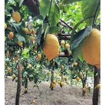 Cây chanh vàng Úc