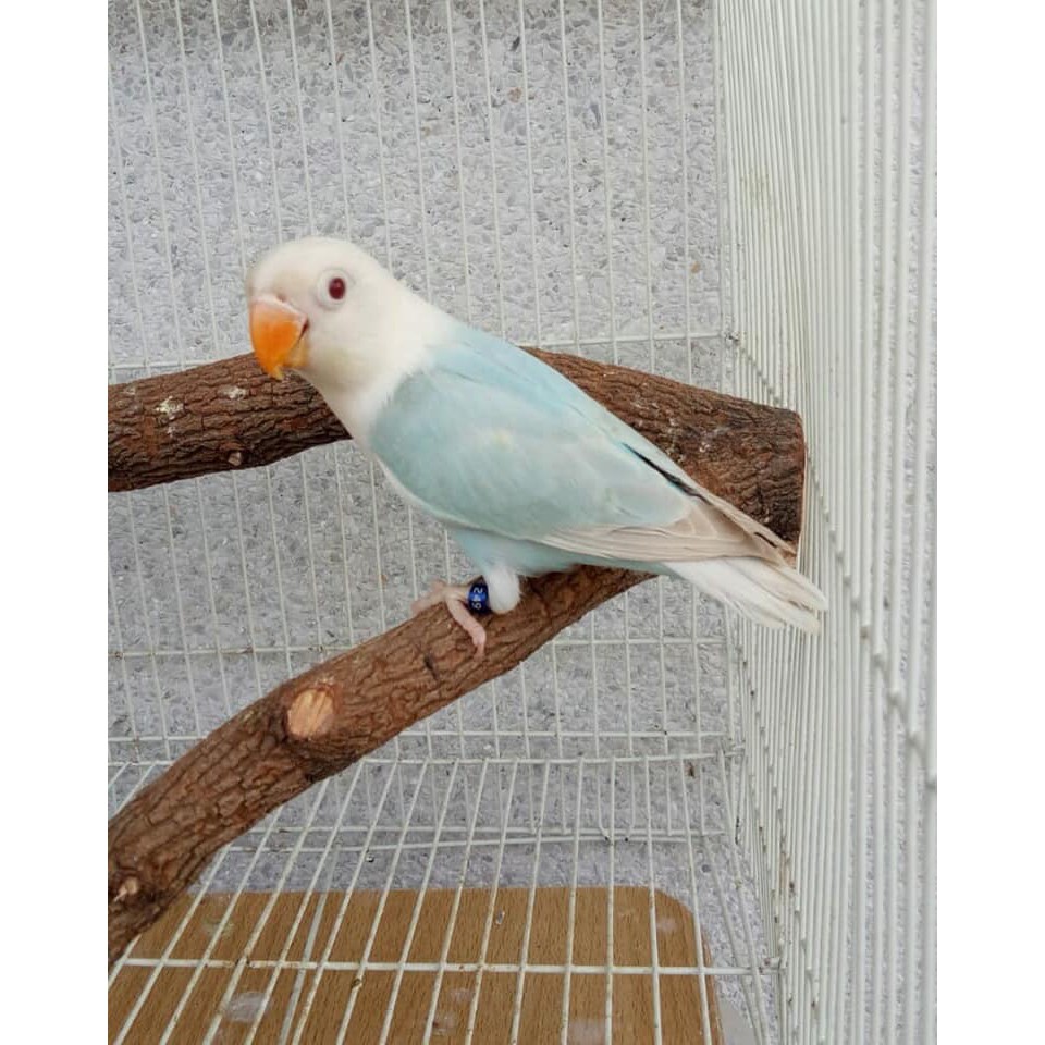 Vòng đeo chân cho chim cảnh có khắc thông tin