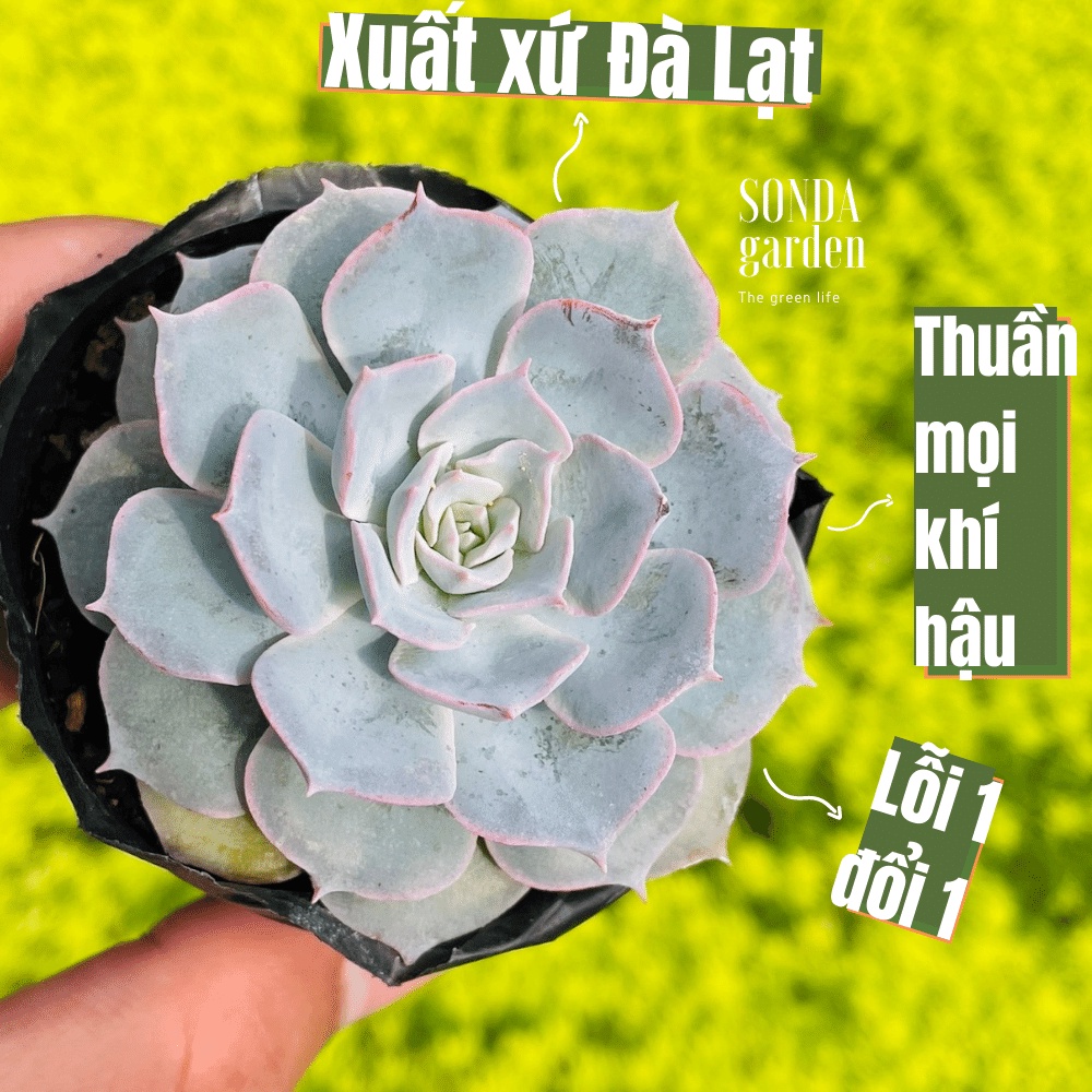 Sen đá hồng phấn SONDA GARDEN size bé 5-8cm, cây cảnh trang trí nhà cửa, lỗi 1 đổi 1