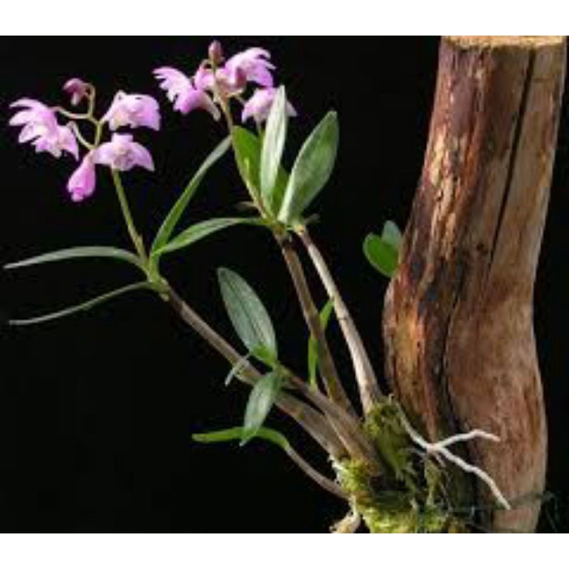 5 Khúc gỗ vú sữa ghép lan đường kính 6cm-8cm dài 20cm
