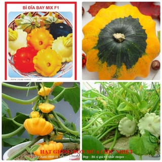 Hạt giống bí đĩa bay - 5 hạt