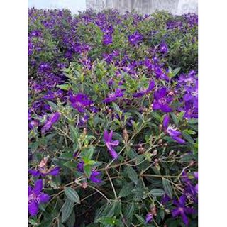 chậu cây hoa sim tím thái giống size lớn