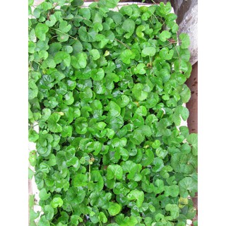Bán FREE SHIP BỘ 06 gói hạt giống rau má dễ trồng TẶNG 1 phân bón tại Hạt Giống Bốn Mùa