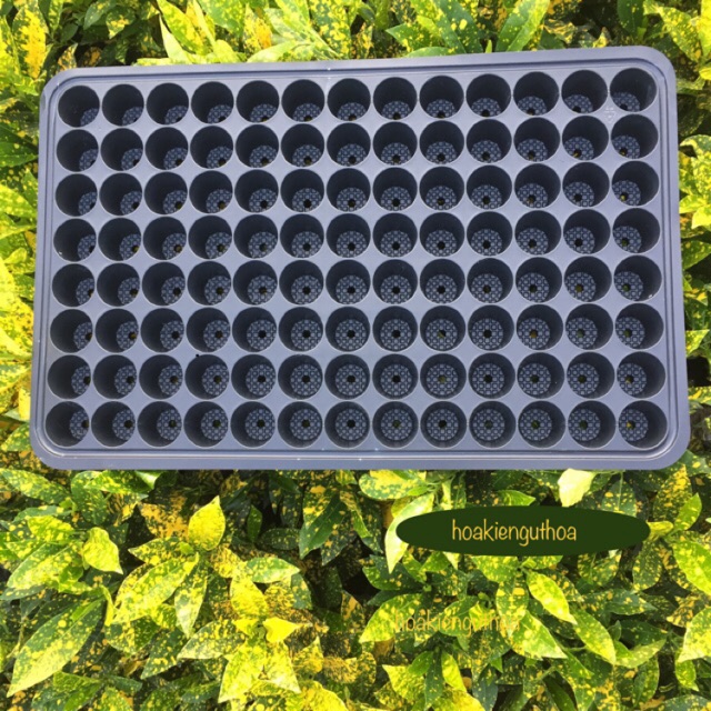 Combo 5 Khay ươm hạt giống 104 lỗ 4x4 cm TO và DÀY