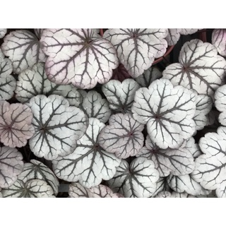 Cây hoa chuông san hô ( Heuchera)