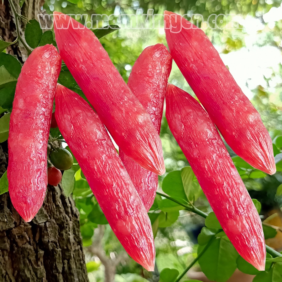 500gr Lạp Xưởng Tân Hương Đặc Sản Châu Đốc Nổi Tiếng Thơm Ngon Loại Đặc Biệt