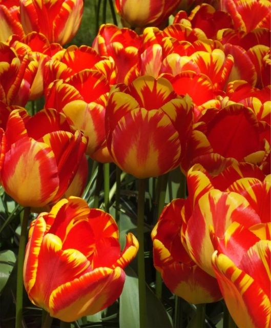 Củ hoa tulip màu vàng viền đỏ nhập khẩu hà lan