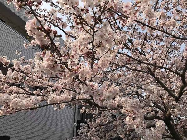 Cây hoa anh đào Nhật Bản.., ra hoa quanh năm