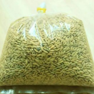 Combo 5 kg thóc cho chim cảnh, gà cảnh