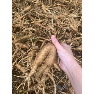 Sâm Bố chính 3-6 củ /kg