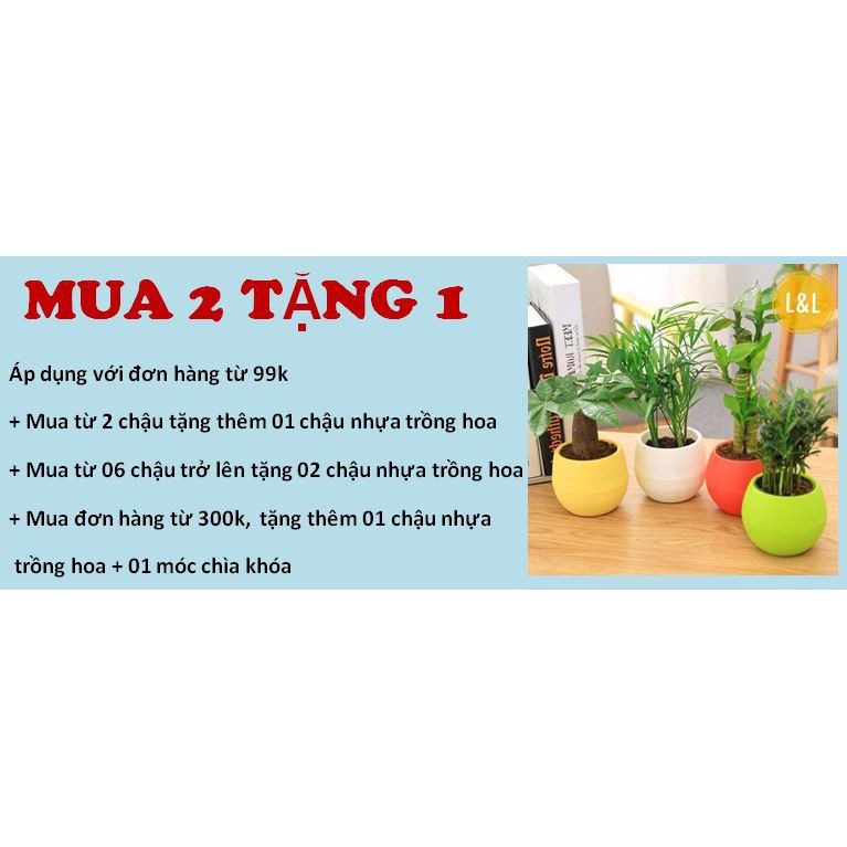 Chậu sứ vành miệng cao 8cm mini trồng cây Để Bàn, Cây Nội Thất, Sen Đá, Xương rồng, Cây Bonsai