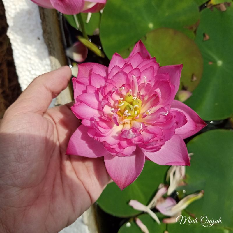 Củ sen mini Super pink