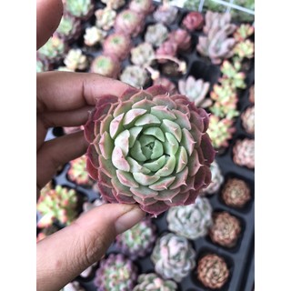Sen đá vỉ size 3-5cm