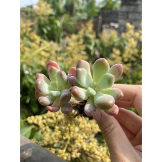 Sen đá sỏi Hồng cam gốc thụ mini