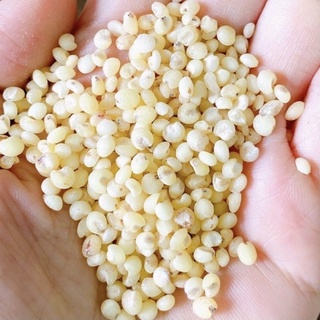 Hạt ý dĩ ( hạt bo bo) ngon