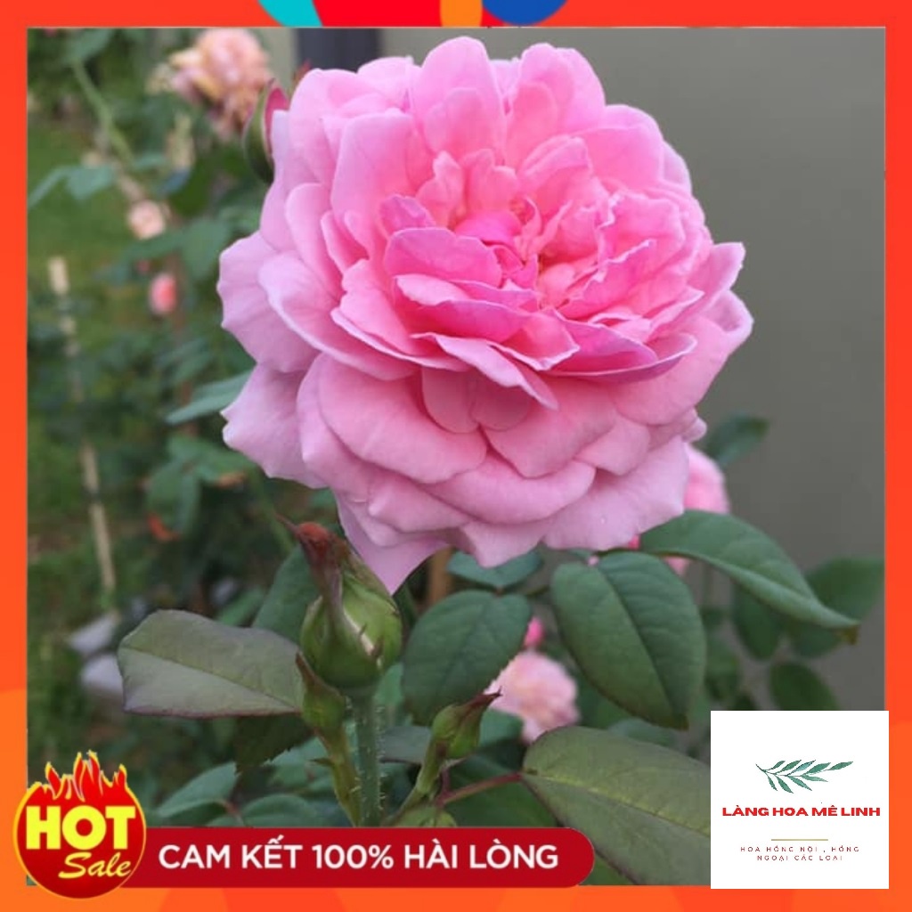 Hoa hồng ngoại Bishop’s Castle rose [🏵️SIÊU THƠM🏵️] – Loài hoa được ưa chuộng nhất thị trường, bông hoa có màu hồng phấn