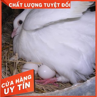 [ GIẢM GIÁ ] COMBO 10 QUẢ TRỨNG CHIM BỒ CÂU BẰNG NHỰA