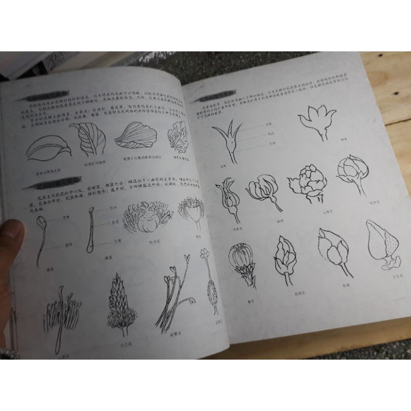Artbook dạy vẽ thư pháp