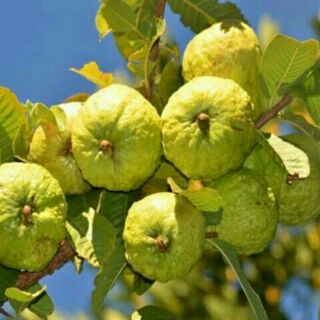 Cây ổi đl giống