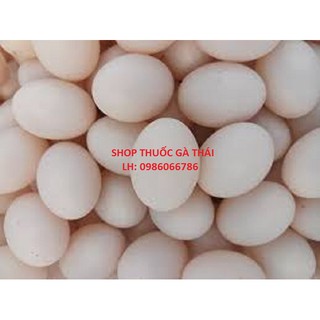 Combo 10 quả trứng giả cho chim ấp