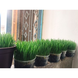 Cỏ mèo tươi + Combo