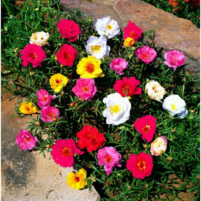 Hạt giống hoa mười giờ mỹ kép mix nhiều màu ( 200 hạt)