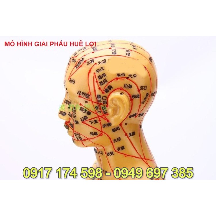 MÔ HÌNH HUYỆT VỊ MÀU ĐỒNG 50CM . MÔ HÌNH HUYỆT VỊ CƠ THỂ NGƯỜI NAM MÀU ĐỒNG