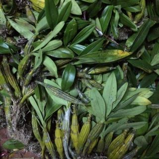 Combo 2 loại lan sơn thủy tiên + hoàng phi hạc