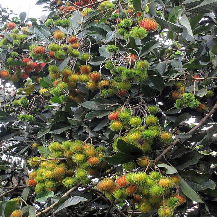 Cây giống chôm chôm nhãn cho năng suất cao