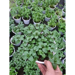 Chậu bạc hà các loại