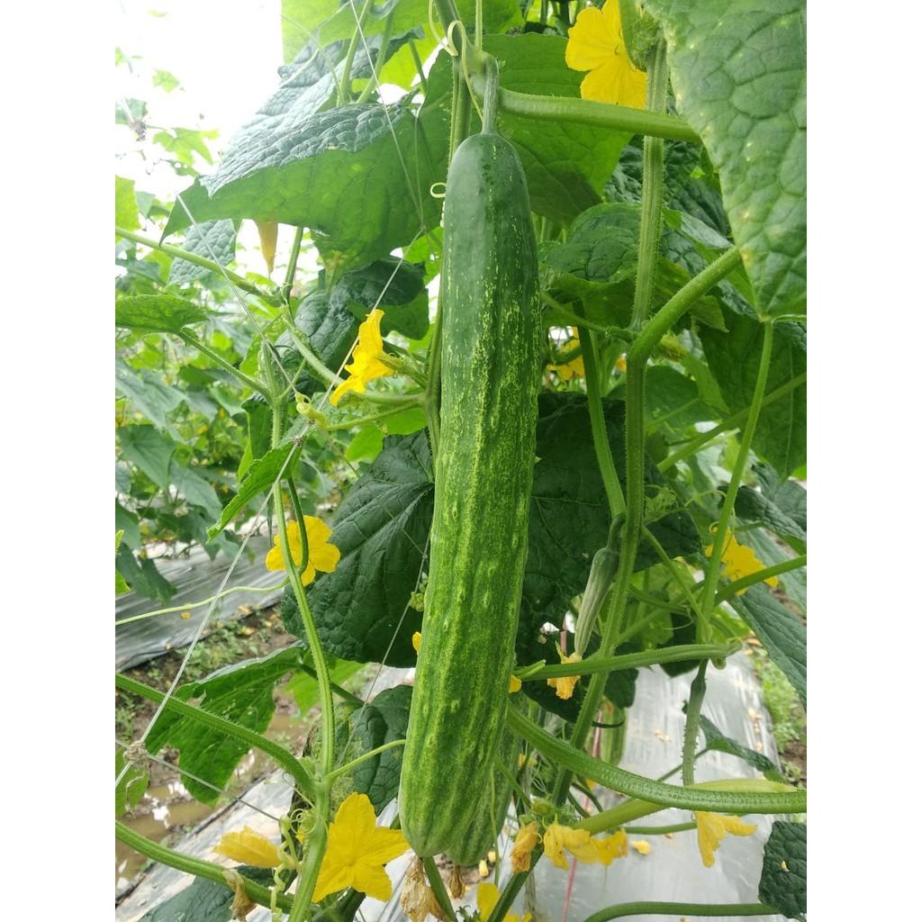 HẠT GIỐNG DƯA NẾP LAI GÓI 10G -  SIÊU NGON