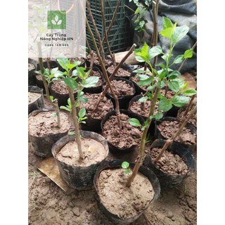 Cây giống táo đỏ lùn