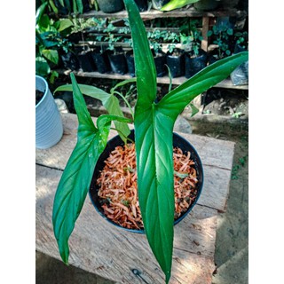 Phễu rót sp borneo tiện dụng cho gia đình