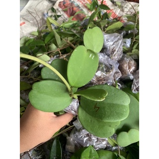 Cây giống cẩm cù lá tim