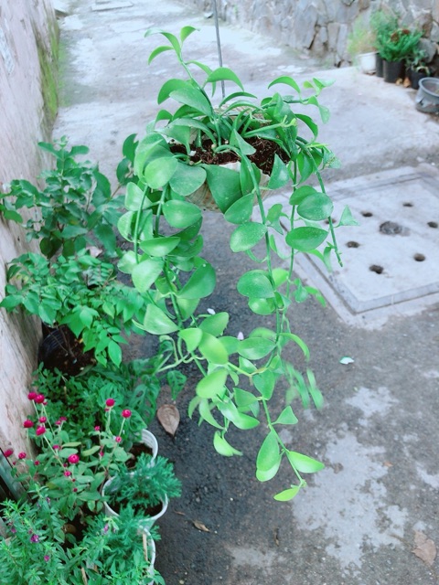 Đô La Dây Vỏ Ốc