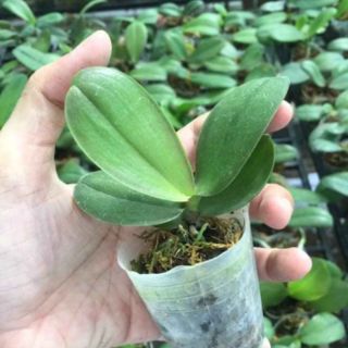 Combo 3 cốc hồ điệp con 100k