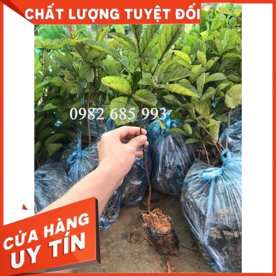 Cây Giống Hoa Phong Linh vàng