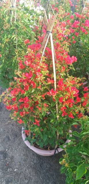 Phân bón NPK Minro 15-5-20 ra hoa ra trái nuôi hoa nuôi trái 200gr