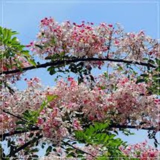 CÂY GIỐNG MUỒNG HOA ĐÀO, CÂY GIỐNG NHỎ - CGMHĐ