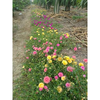 1kg cây hoa 10 giờ thái