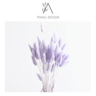 [HOA KHÔ] 5 BÔNG🌸 Cỏ Đuôi Thỏ 🌸 Lagurus Bunny Tails - Decor, Chụp Ảnh