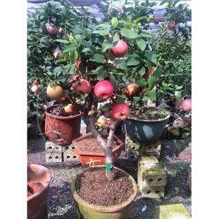 HẠT GIỐNG TÁO ĐỎ LÙN, TÁO ĐỎ BONSAI